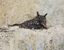 03 Das Weibchen allein bruetet 34 Tage lang im April